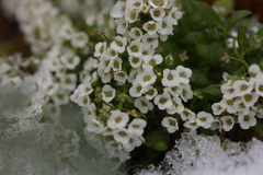 雪と花