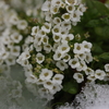 雪と花