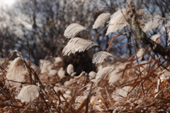 すすき野