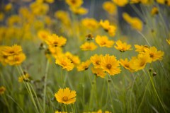 川辺に咲いてた金鶏菊 (?)