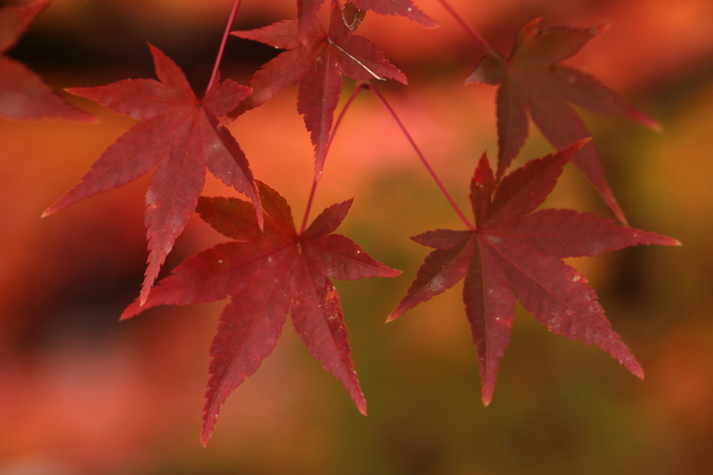 赤い葉