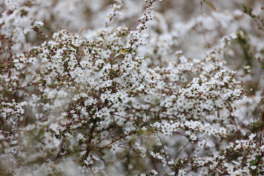 春雪