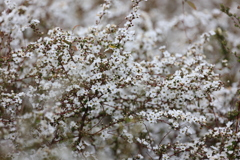 春雪