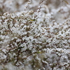 春雪
