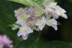 花たち