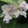 花たち