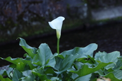 水辺にて