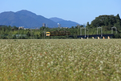 蕎麦畑を行く電車