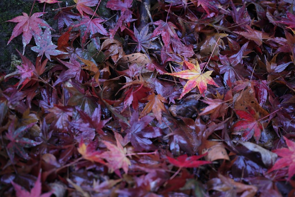 落葉踏みしめて