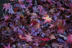 落葉踏みしめて