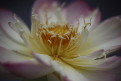 華麗に