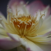 華麗に