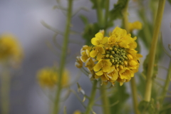 菜の花