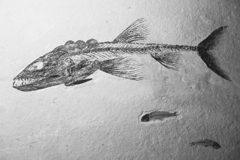 魚拓？