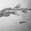 魚拓？