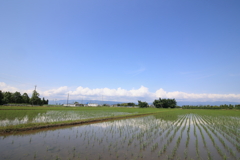 初夏の田園風景