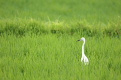 映える白
