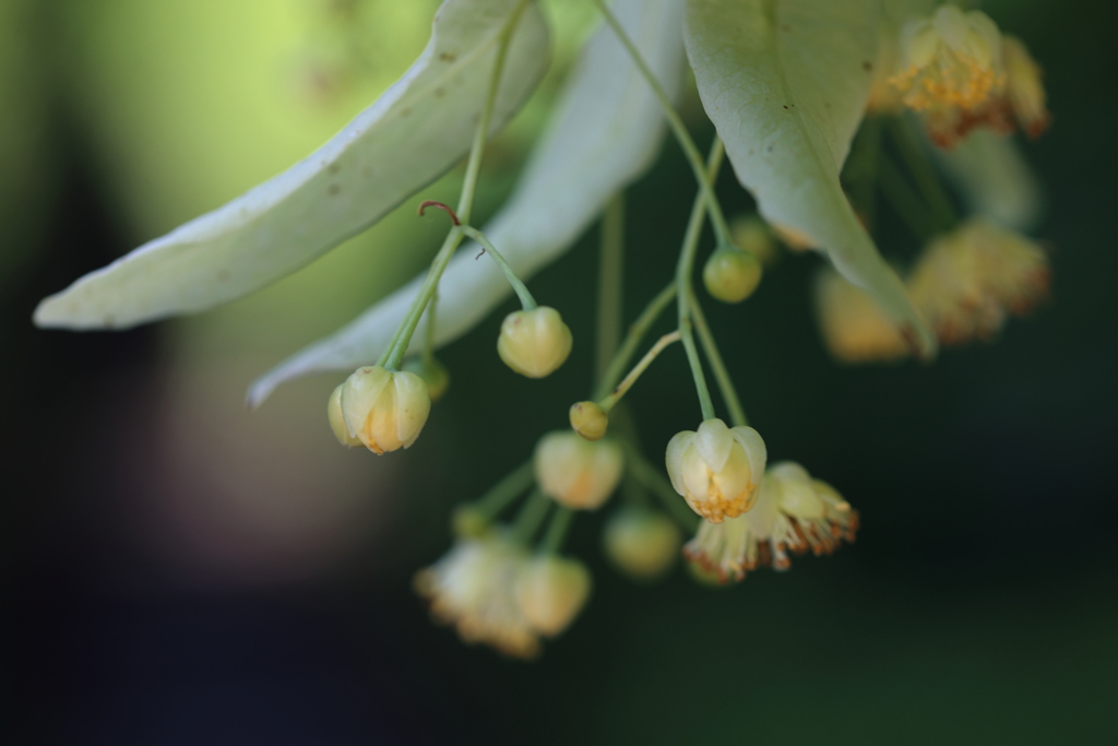 菩提樹の木陰で