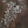 終花