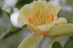 tulipifera