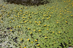 アサザ咲く池