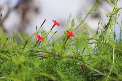 縷紅草