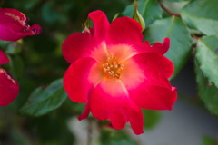 紅く