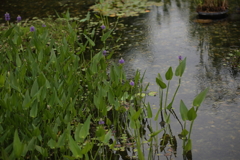水辺の花