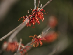 紅く