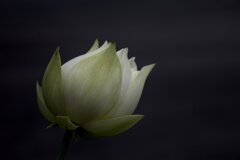 蓮