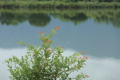 池畔