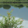 池畔
