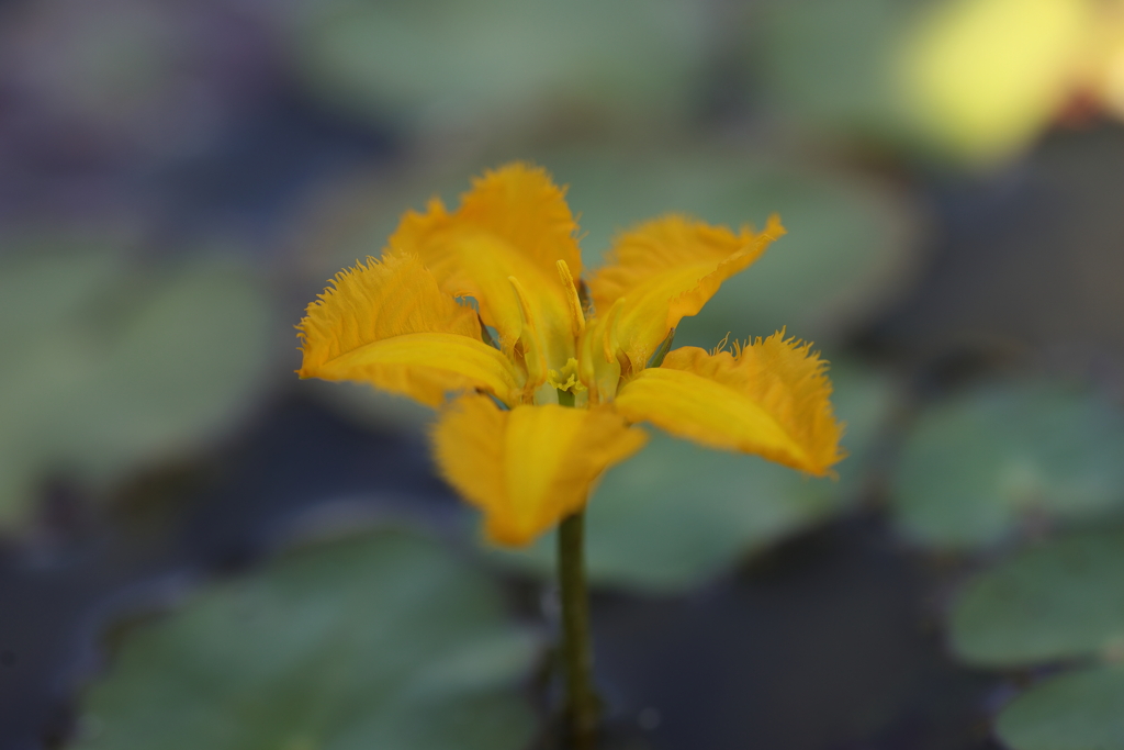 池面の花