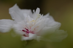 耳原花笠