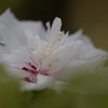 耳原花笠