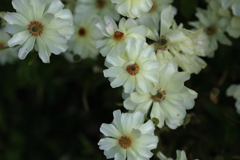 白の花
