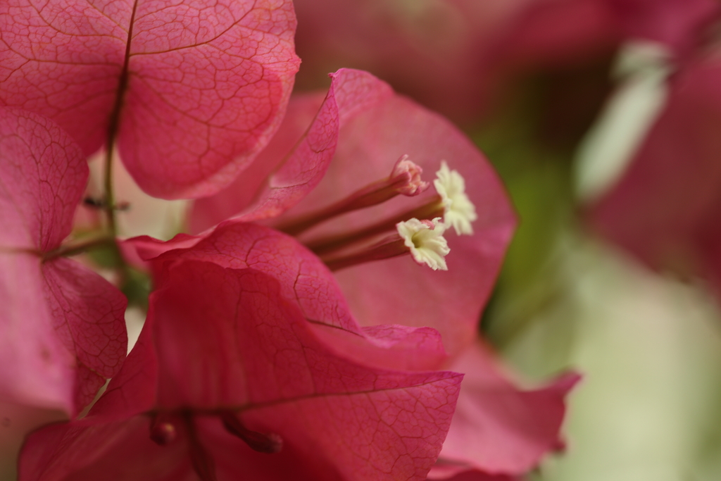 赤い葉に包まれた小さな白い花