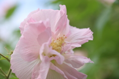 七面芙蓉