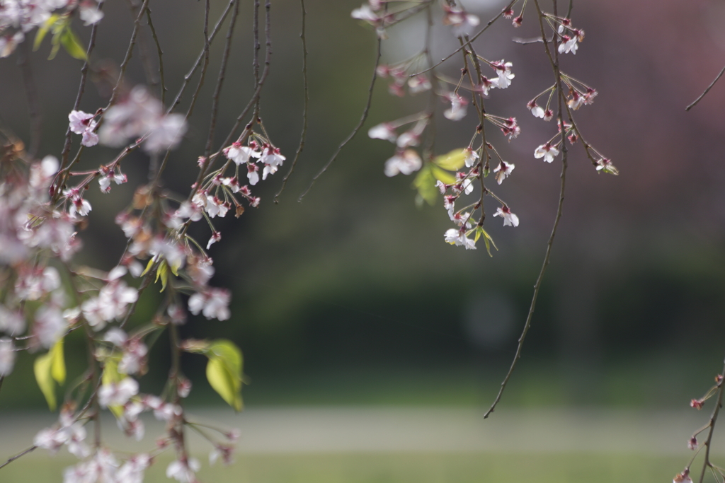 枝垂れ桜