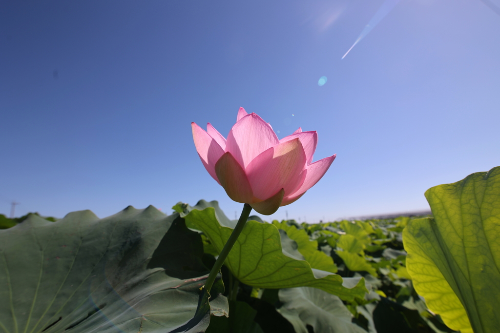 夏空に向かって