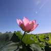 夏空に向かって
