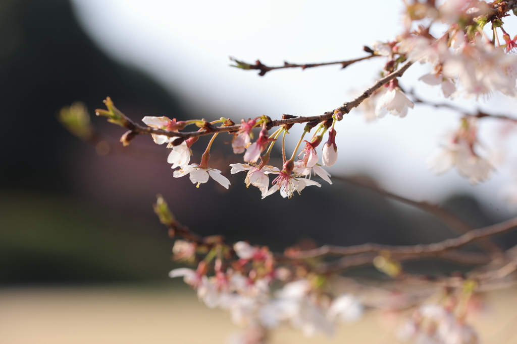 咲き始めた染井吉野