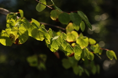 夏の陽にまぶしい緑
