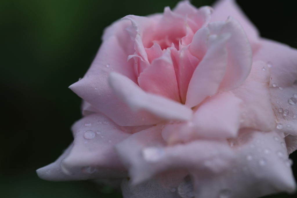 薔薇