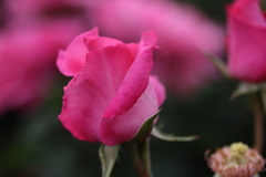 愛情に包まれて