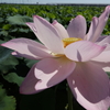 レンコン畑に咲く華麗な一輪