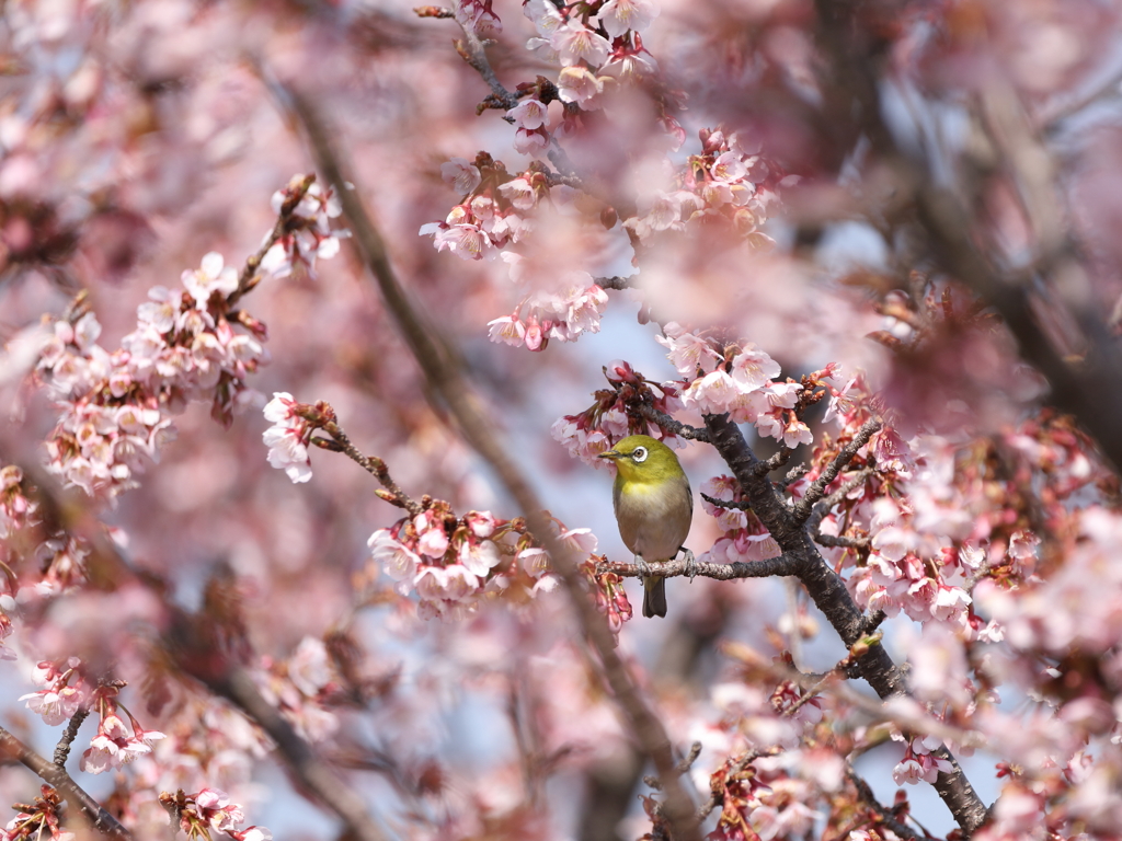 満開の花見