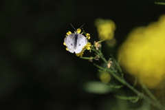 花と蝶