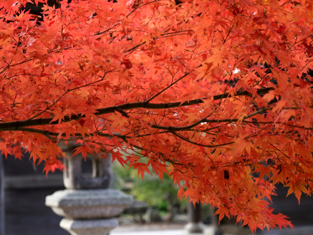 渡岸寺観音堂の紅葉