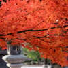渡岸寺観音堂の紅葉
